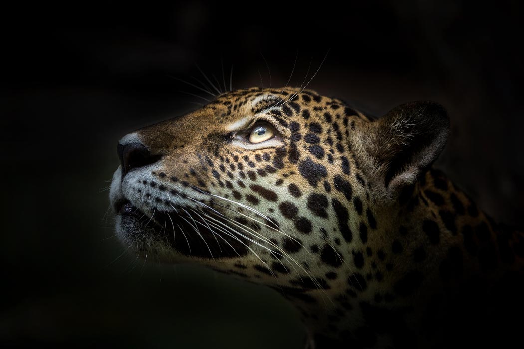 Photo Of Animal Jaguar - SOSanimaux
