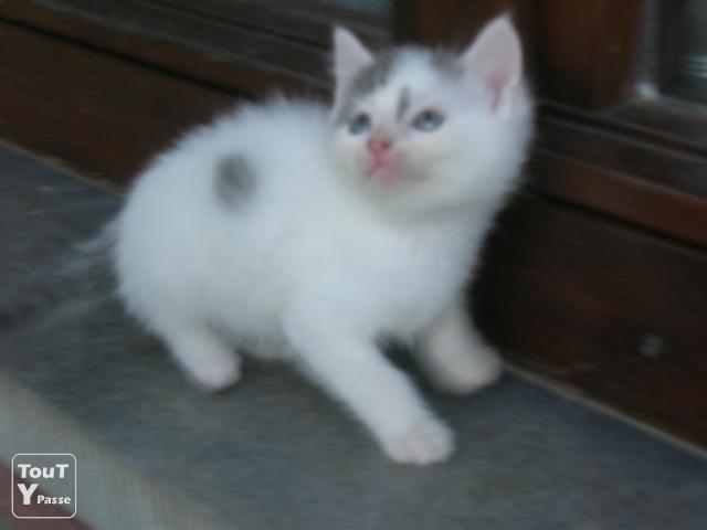 chaton a donner 91