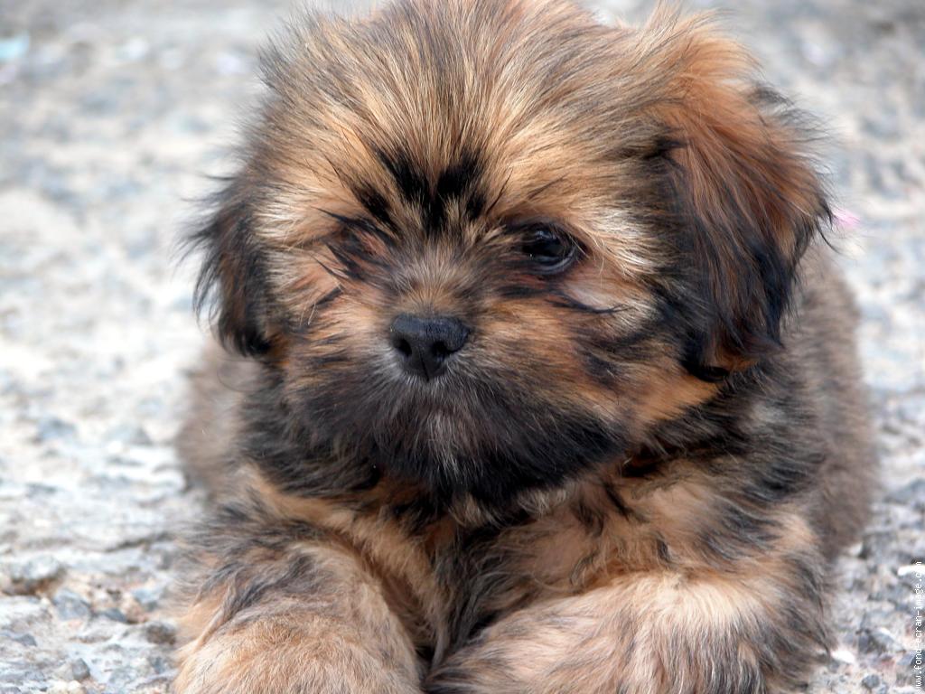chiot lhassa apso a donner