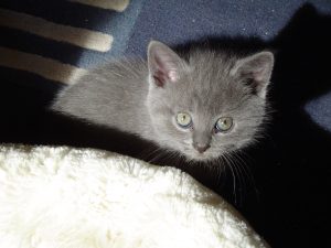 donne chatons chartreux