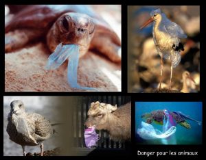 photo animaux en danger