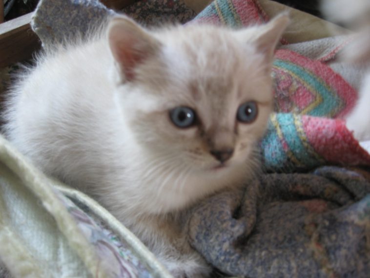 Chaton A Donner Basse Normandie Sosanimaux