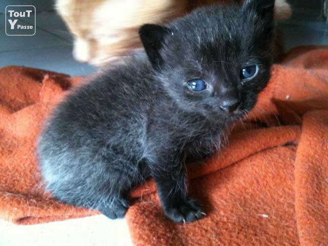chaton a donner beziers