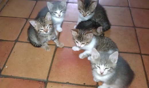 donne chatons bourgogne