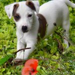 chiot jack russel a adopter...