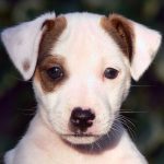 chiot jack russel a donner