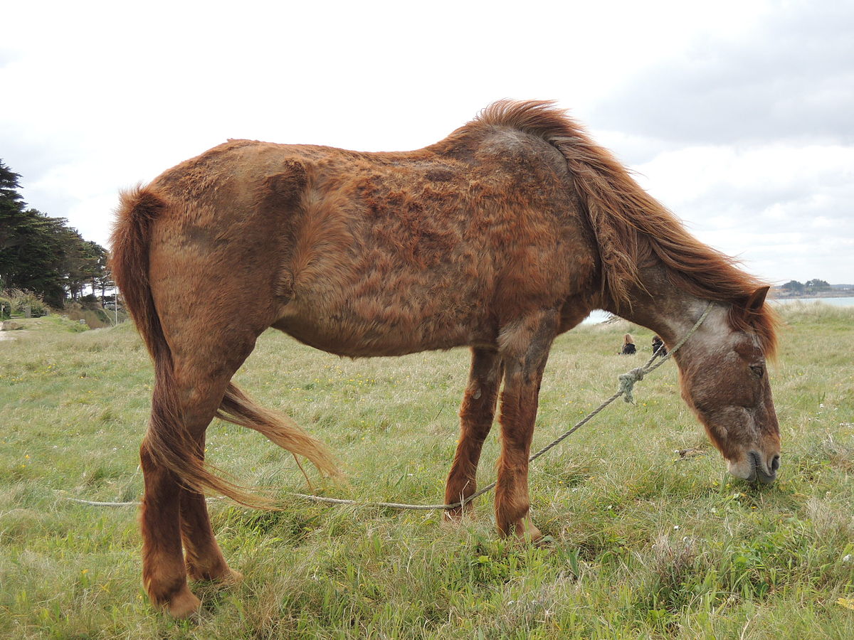 Poney A Donner Sosanimaux