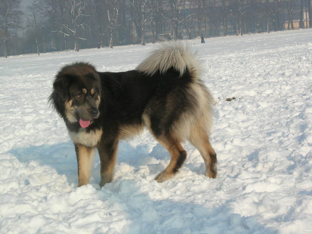 chien du tibet