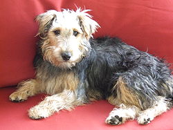 airedale terrier chasse