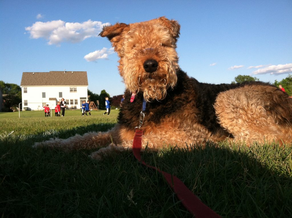 airedale terrier a donner