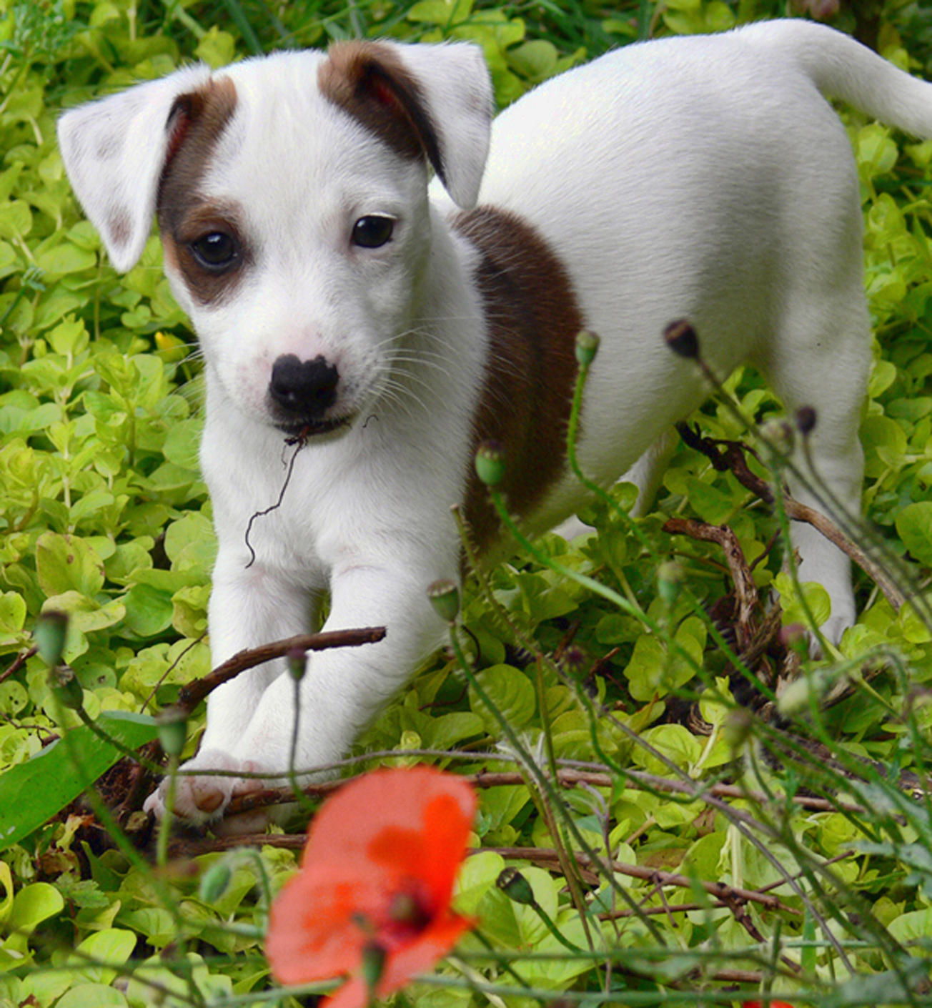 Jack Russel A Donner Chiot Sosanimaux