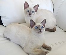 chat poil long blanc