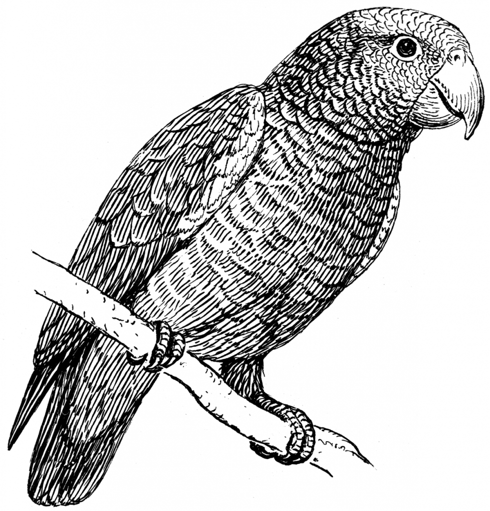 perroquet du gabon