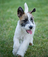 chien jack russell terrier