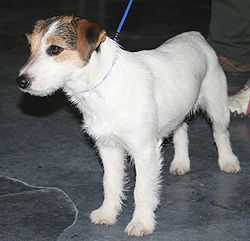 chiens jack russell