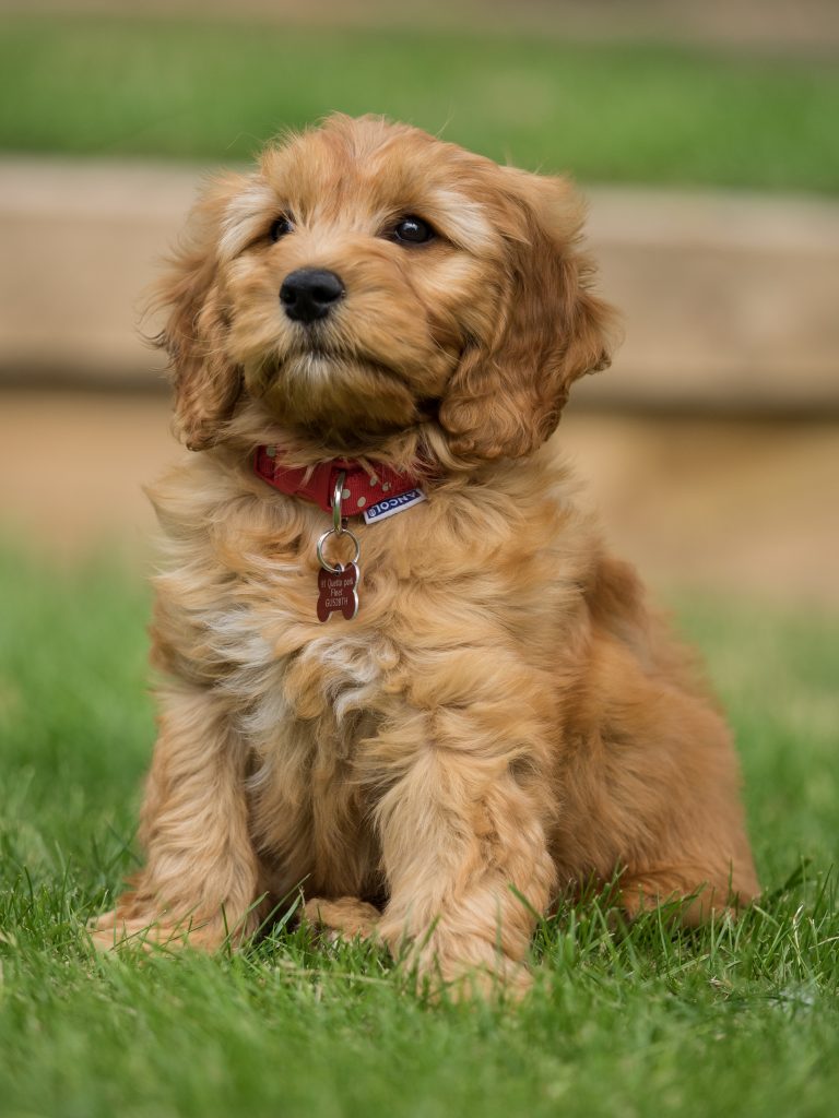 adopter un yorkshire terrier