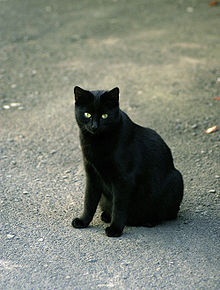 le chat noir paris