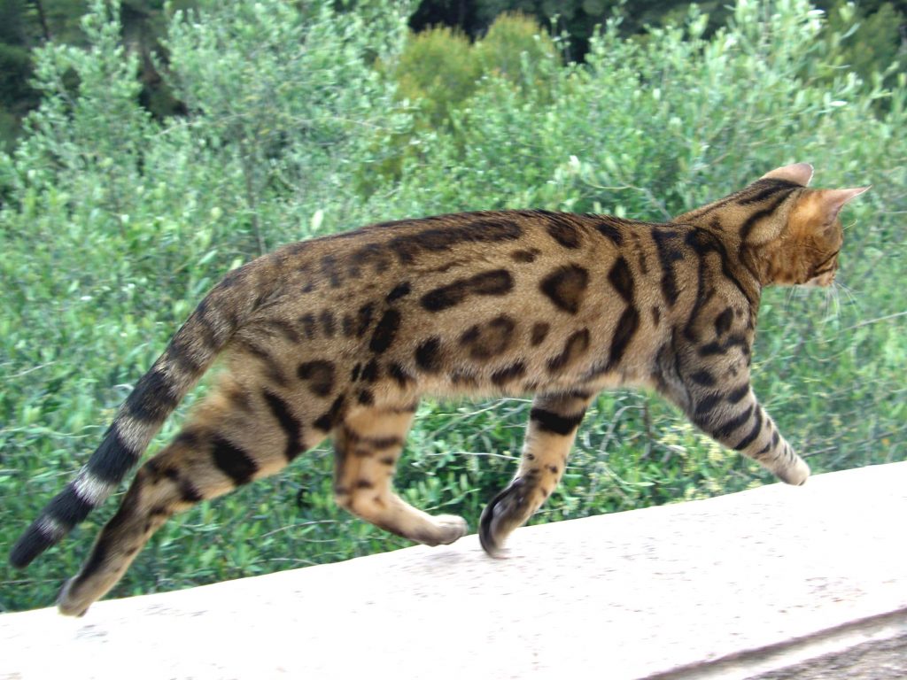 chat tigre du bengale prix
