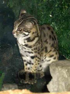 chat tigre du bengale